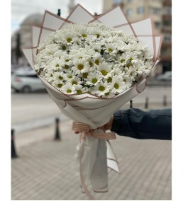 Özel Papatya Düşü